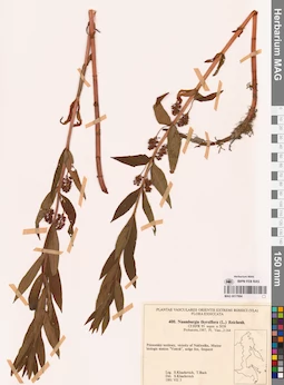 MAG 0017884