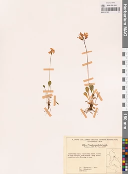 MAG 0017887
