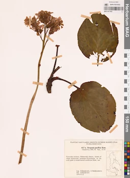 MAG 0017903