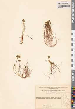 MAG 0017909