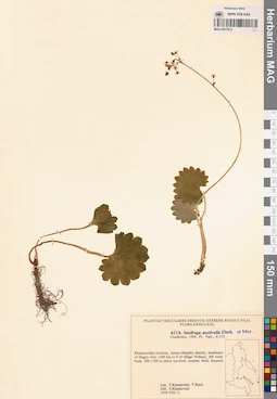 MAG 0017912