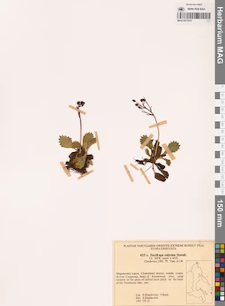 MAG 0017918