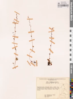 MAG 0017921