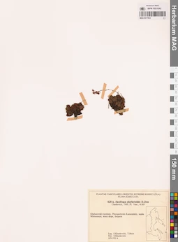 MAG 0017923