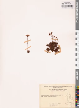 MAG 0017924