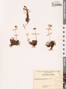 MAG 0017927