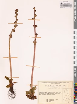 MAG 0017932