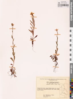MAG 0017933