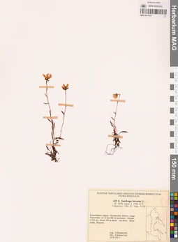 MAG 0017934