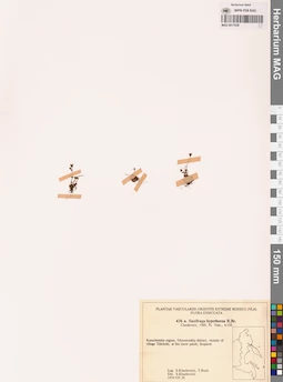 MAG 0017936