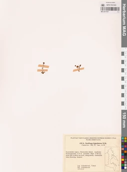 MAG 0017937