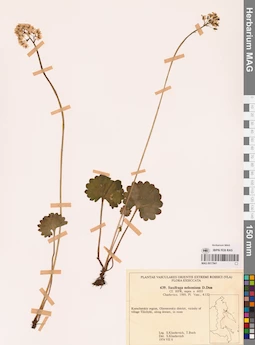 MAG 0017941