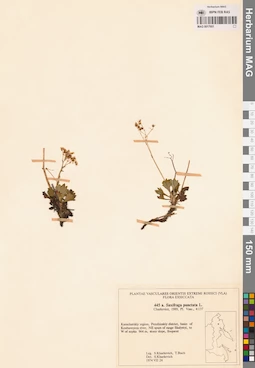 MAG 0017951