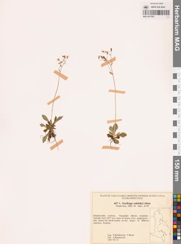 MAG 0017953