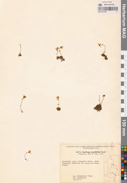 MAG 0017956
