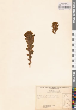 MAG 0017964