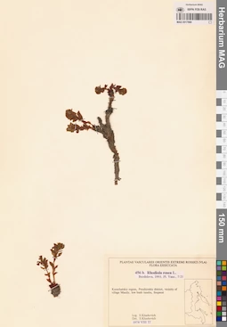 MAG 0017966