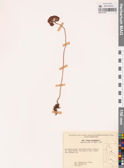 MAG 0017970