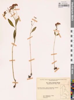 MAG 0017971