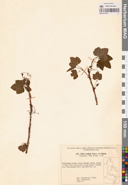 MAG 0017972