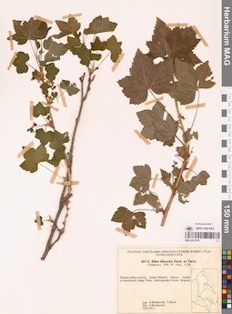 MAG 0017973