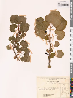MAG 0017974