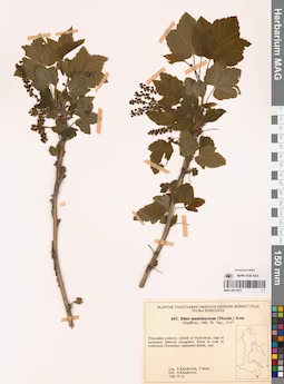 MAG 0017975