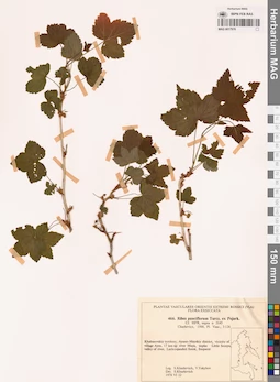 MAG 0017976