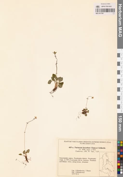 MAG 0017981