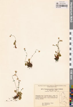 MAG 0017982