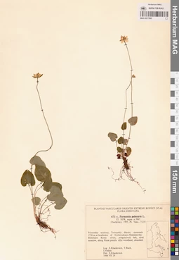MAG 0017985