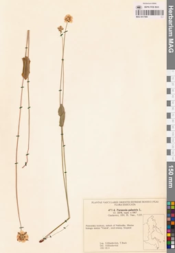 MAG 0017986