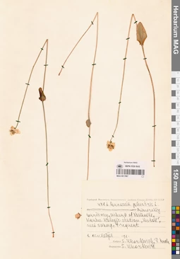MAG 0017987