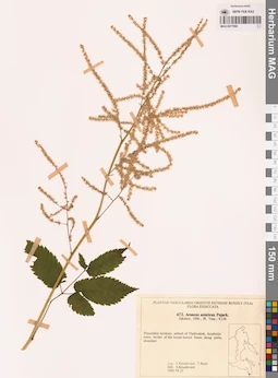MAG 0017990