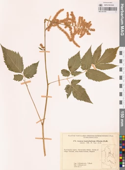 MAG 0017991