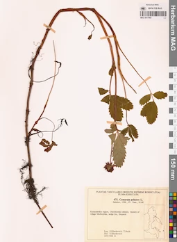 MAG 0017992