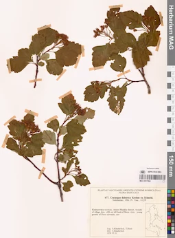 MAG 0017994