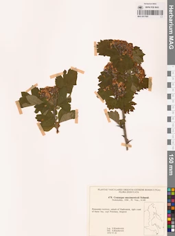 MAG 0017995