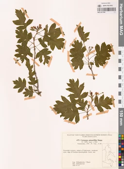 MAG 0017996