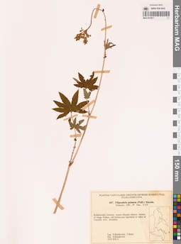 MAG 0018011