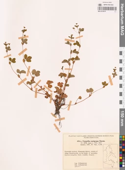 MAG 0018019