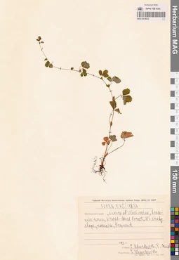 MAG 0018022