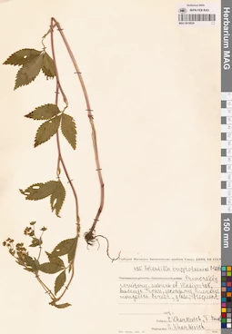 MAG 0018024