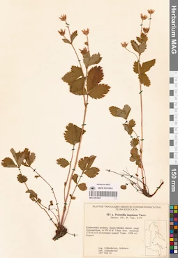 MAG 0018031