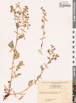 MAG 0018035