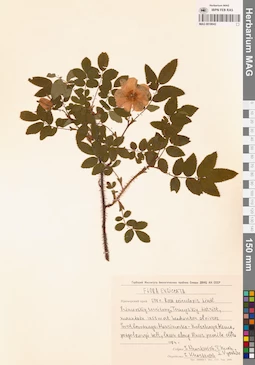 MAG 0018043