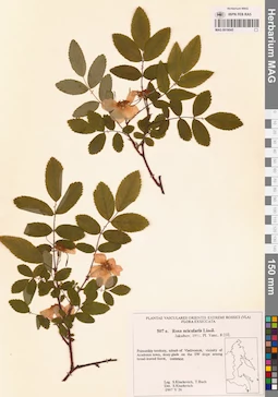 MAG 0018045