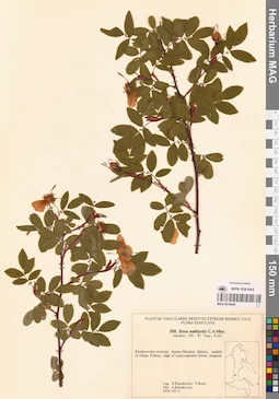 MAG 0018046