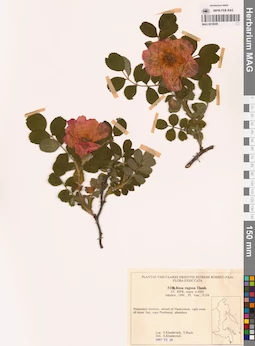 MAG 0018048