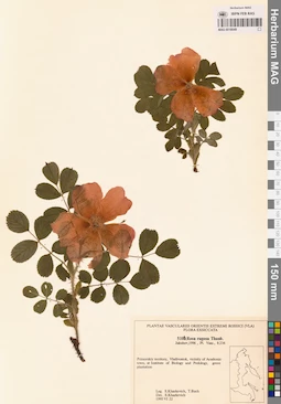 MAG 0018049